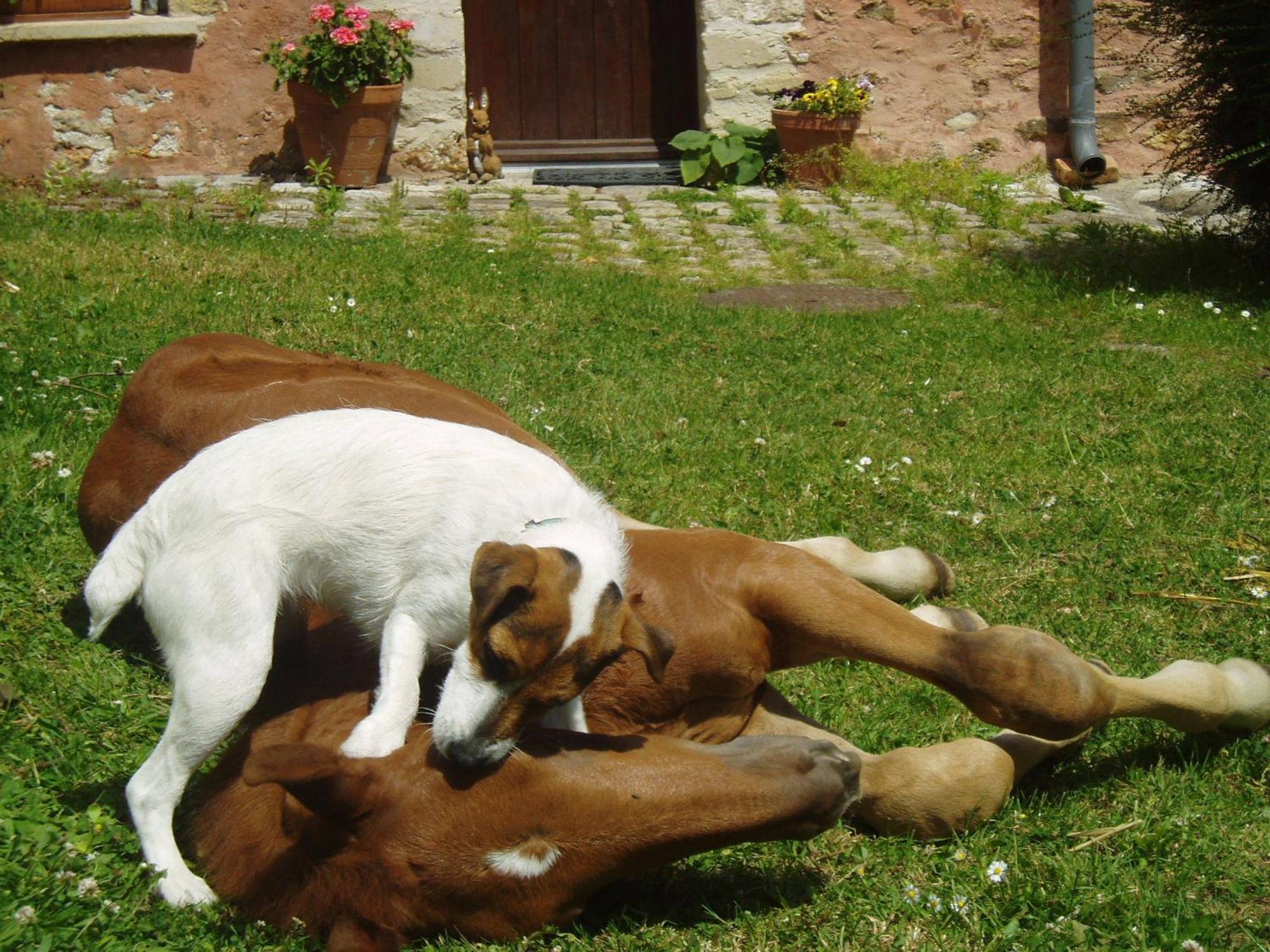 Bed and Breakfast La Ferme Rose Cergy Esterno foto